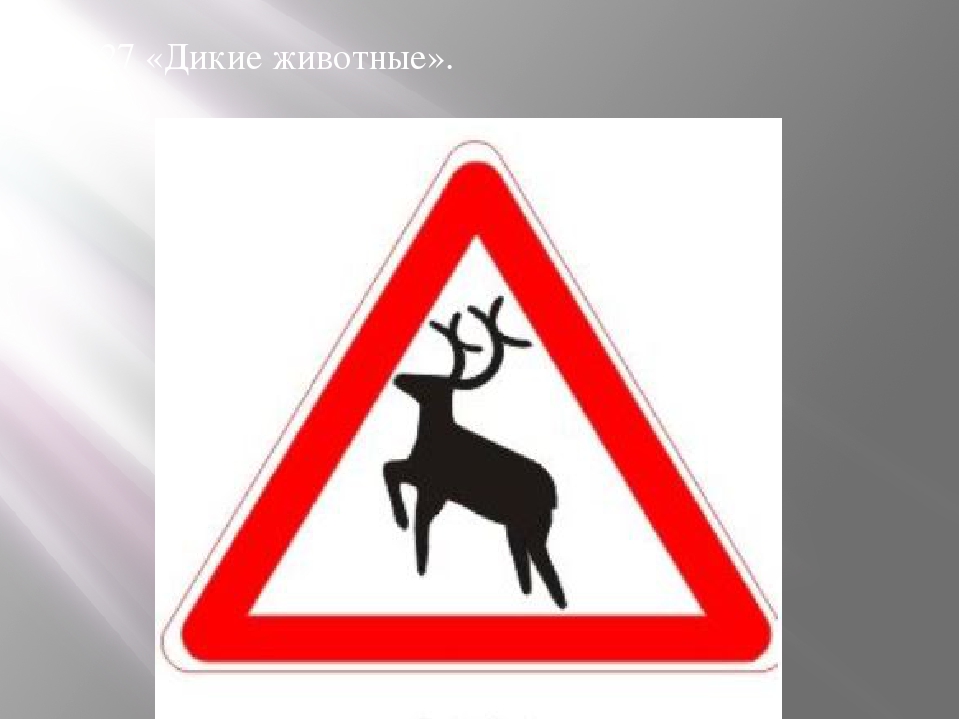 Что означает знак оленя. Знак 1.27. Дикие животные. Дорожные знаки про животных. Дорожный знак Дикие животные. Дорожный знак олень.